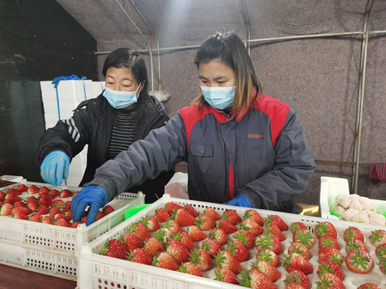 徐水區大王店鎮東黑山村草莓基地的草莓分揀裝箱，發往北京市場。劉柯旋攝
