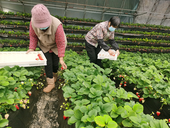 草莓基地的工作人員採收草莓。劉柯旋攝