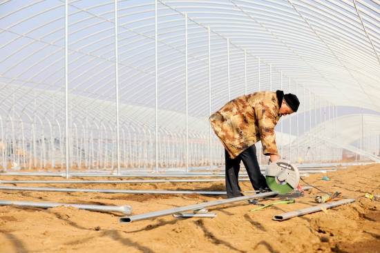 1月18日，在河北省隆堯縣山口鎮白木村，工人在建設羊肚菌大棚。張玲玲攝