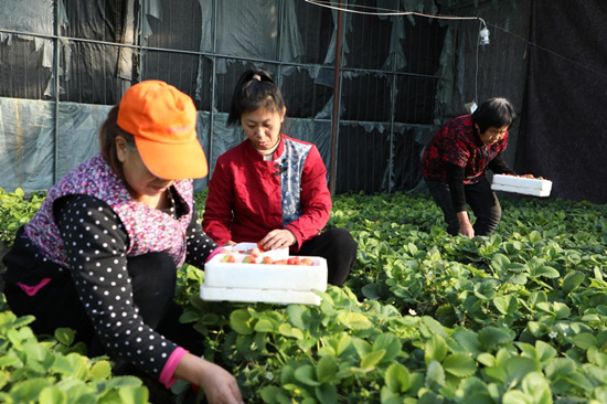 務工農民忙著採摘草莓。白天龍攝