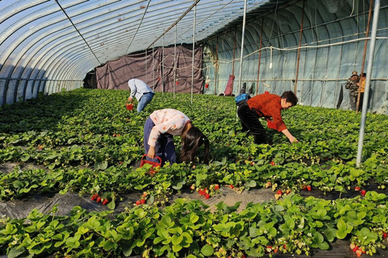 游客采摘草莓，尽享田园乐趣。李月英摄
