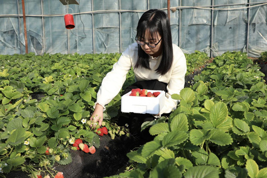 游客採摘草莓。白天龍攝