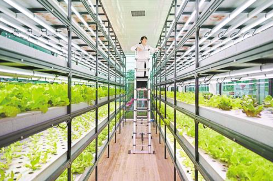 1月30日，在正定县塔元庄同福乡村振兴示范园的智慧农场，技术员张倩正在查看水培蔬菜长势。河北日报记者张昊摄