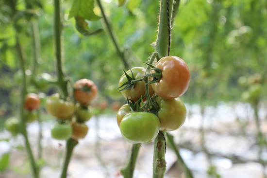 祥麟航远果蔬农民专业合作社的温室大棚内，水果西红柿长势正旺。白天龙摄