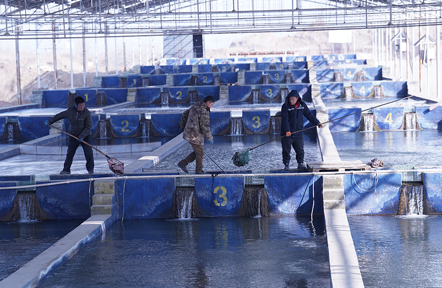 2月2日，在遷安市利合農業開發有限公司洪庄智能化循環水生態養殖基地，工作人員正在進行捕撈作業。梁玉水攝