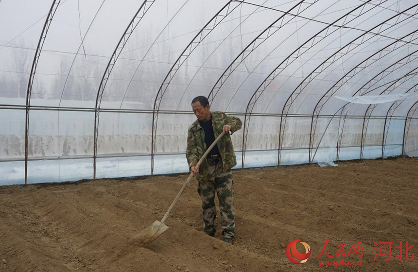 涿州市刁窝镇佟村种植户句士海在大棚里忙活。人民网记者 祝龙超摄