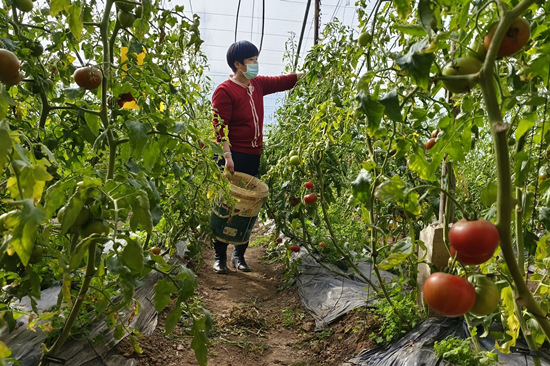 刘素霞在大棚里忙着管理西红柿。李月英摄