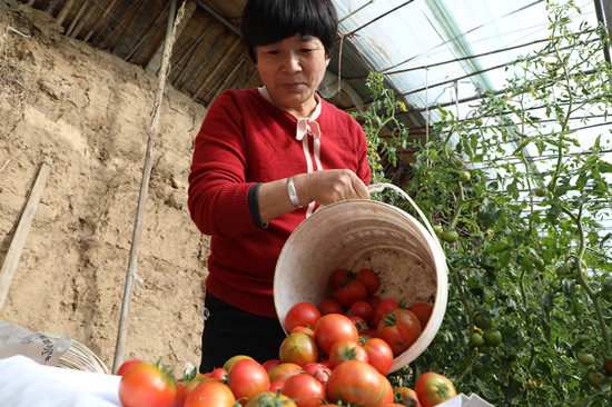劉素霞將採收的西紅柿從桶裡倒出。白天龍攝