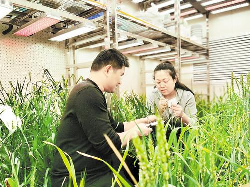 2月18日，沧州市农林科学院科研人员在人工气候室内，对旱碱麦育种材料进行杂交去雄并记录。 河北日报记者 张岚山摄