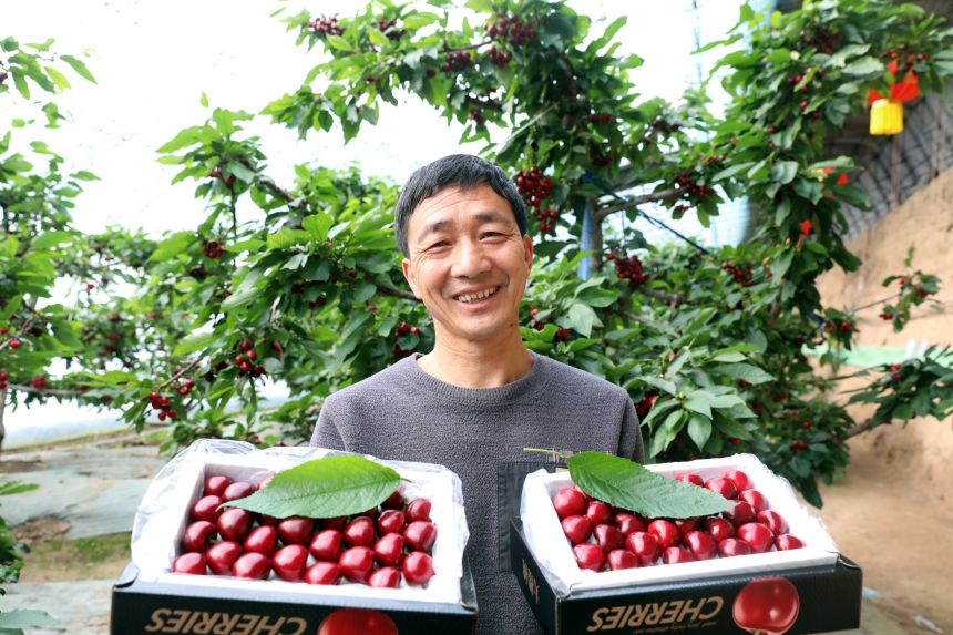 围场棋盘山镇醉御园家庭农场负责人将错季樱桃包装好，准备发往北京新发地市场。张丹摄