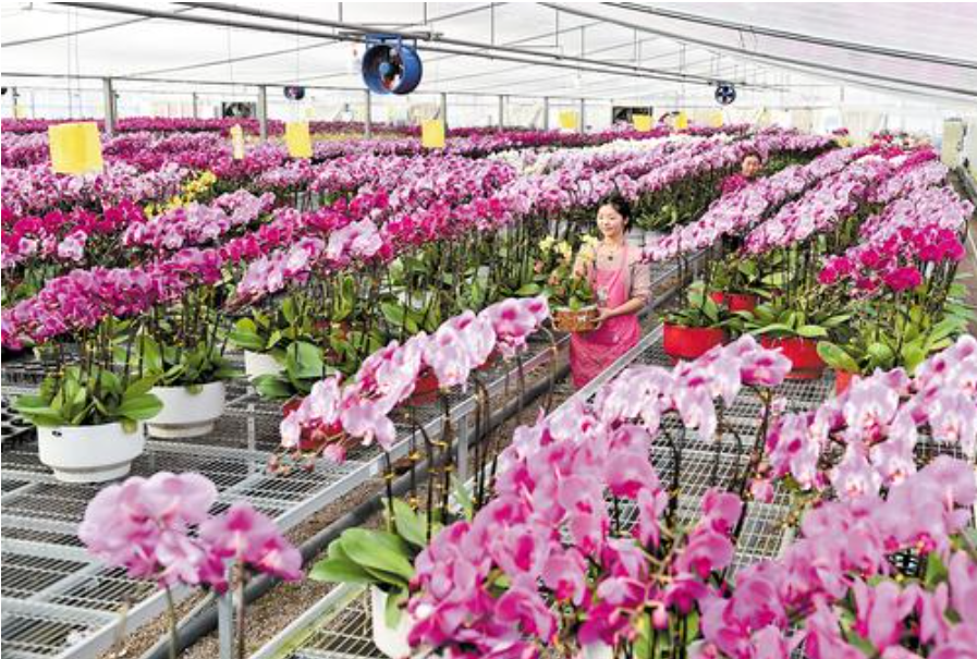1月29日，內丘縣小辛旺村的智能溫室花棚內，花農在管理蝴蝶蘭。 河北日報記者趙永輝攝