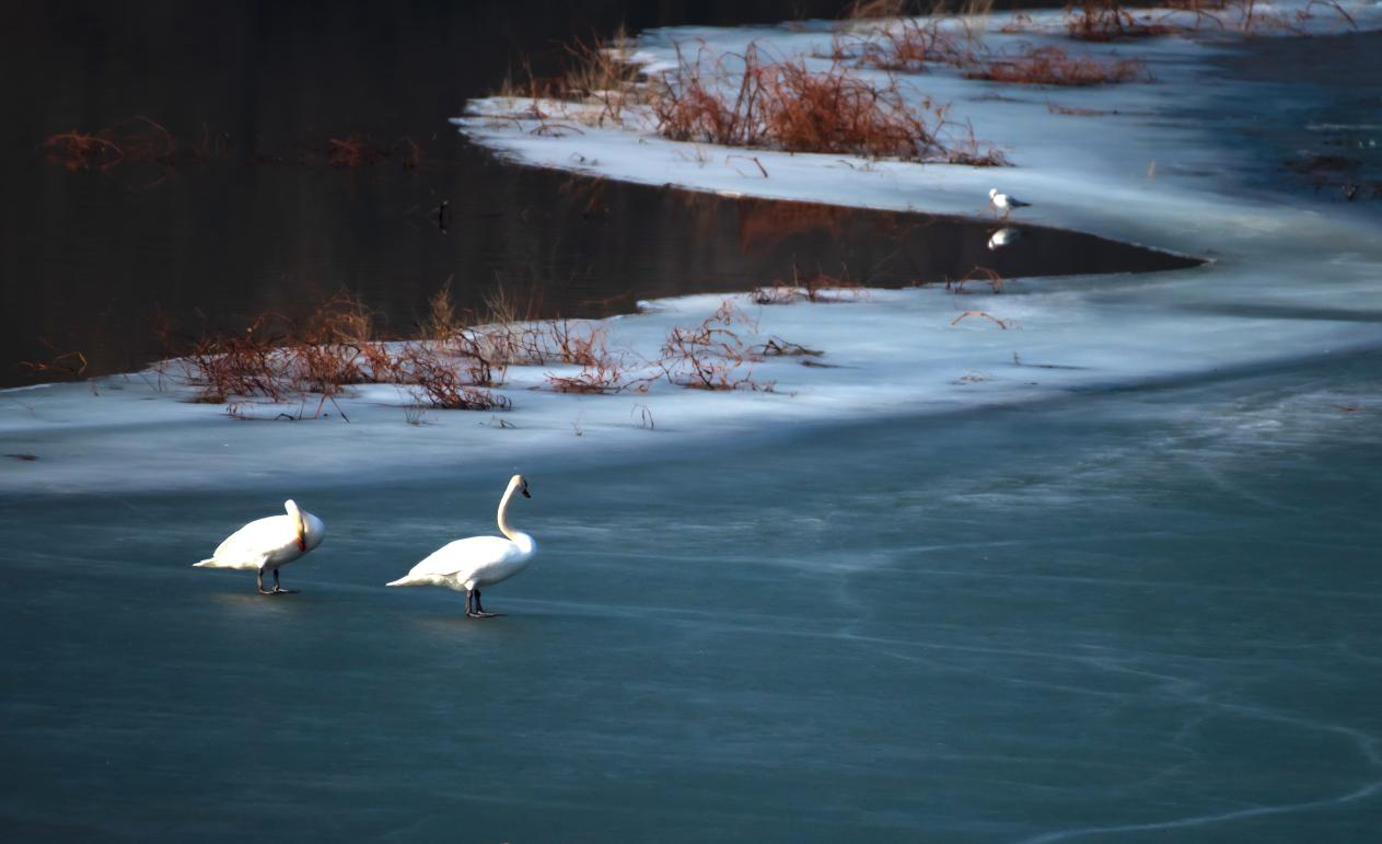 3月9日，大天鹅在河北省易县黄蒿水库休憩、觅食。任晓静摄