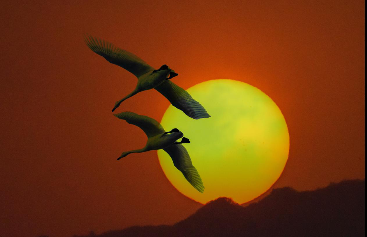 3月9日，3月9日，大天鵝在易縣黃蒿水庫上空披著晚霞振翅飛翔。趙駿攝