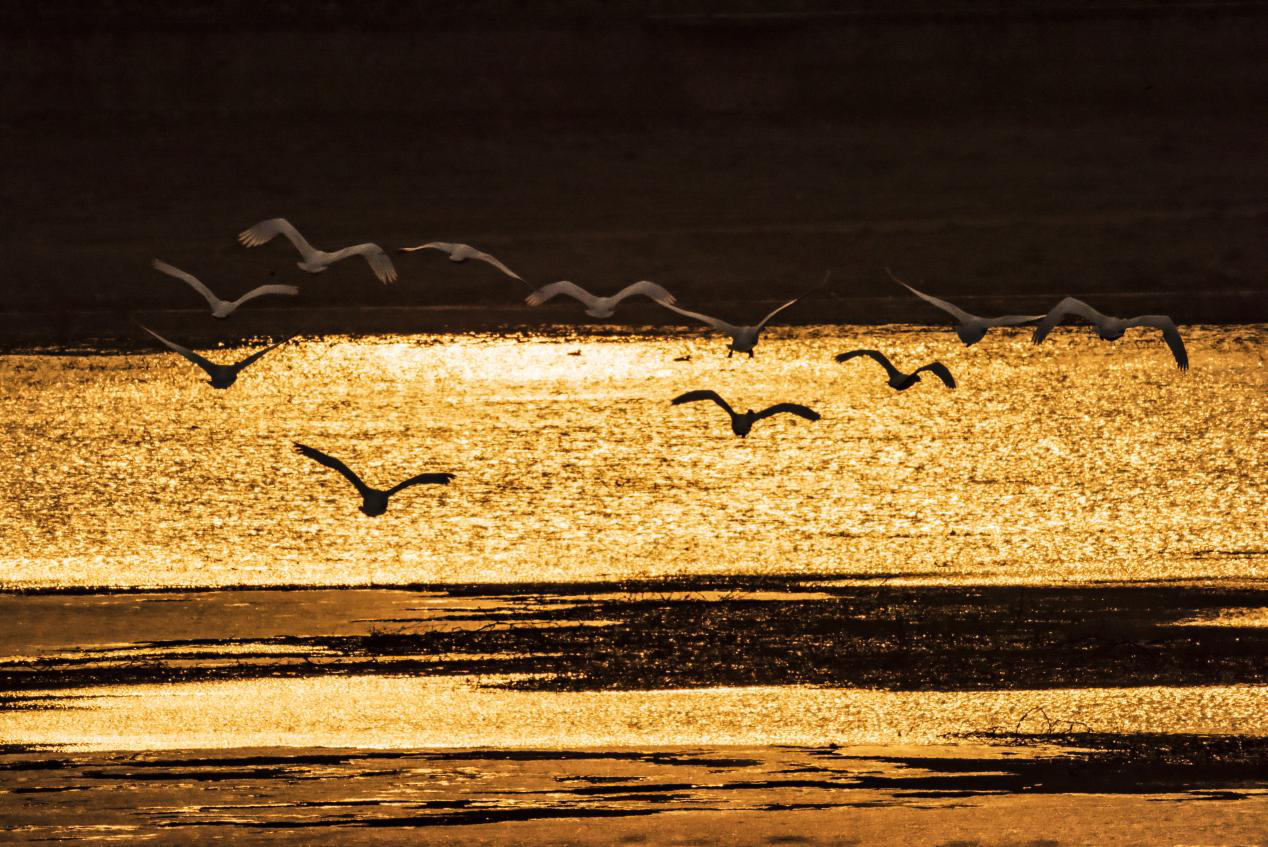 3月9日，大天鵝在易縣黃蒿水庫上空盤旋。任曉靜攝