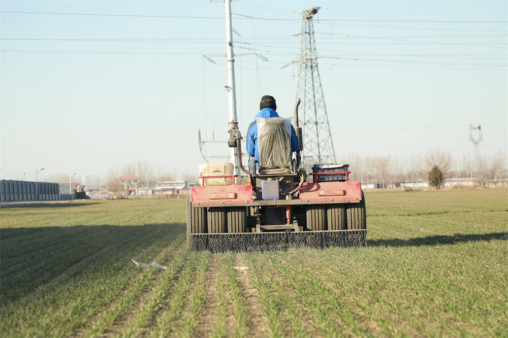 在高碑店市新城镇与河北省供销社合作规模化经营千亩示范田，农机手操作小麦镇压机对小麦进行镇压作业。马凯摄