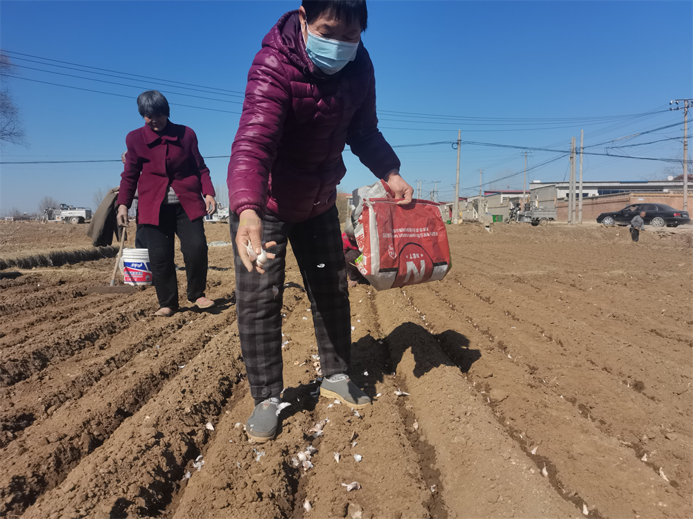 3月11日，村民正在播种大蒜。张特摄