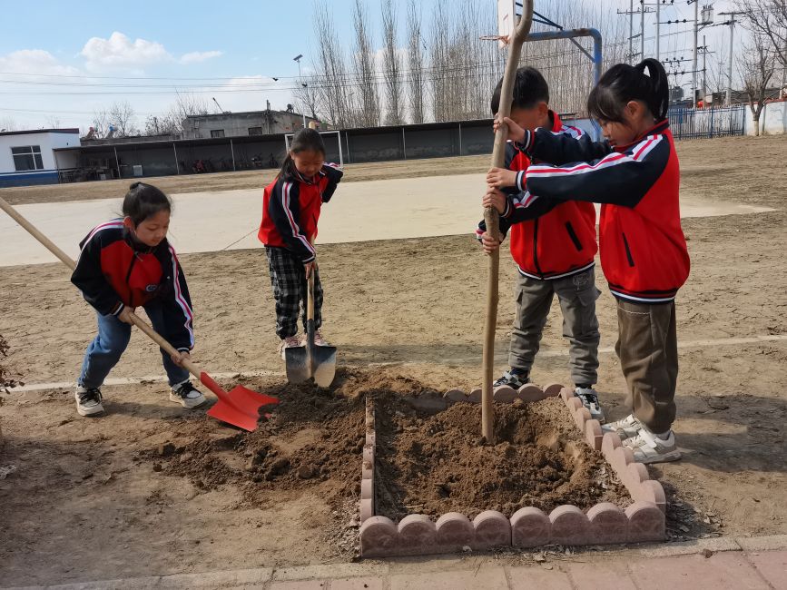 3月11日，学生互相协作栽种树苗。刘柳摄