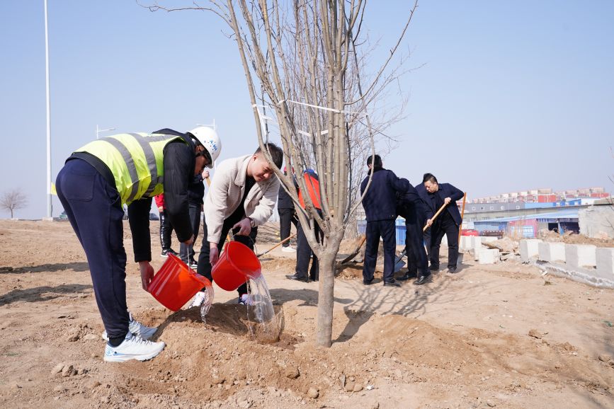 3月12日，白沟新城干部群众在白沟河河堤为刚种好的树苗浇水。孙珞瑜摄
