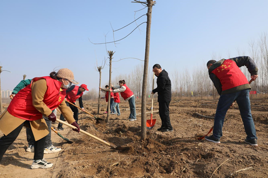深泽县党员干部及志愿者们正在植树。张鑫宇摄