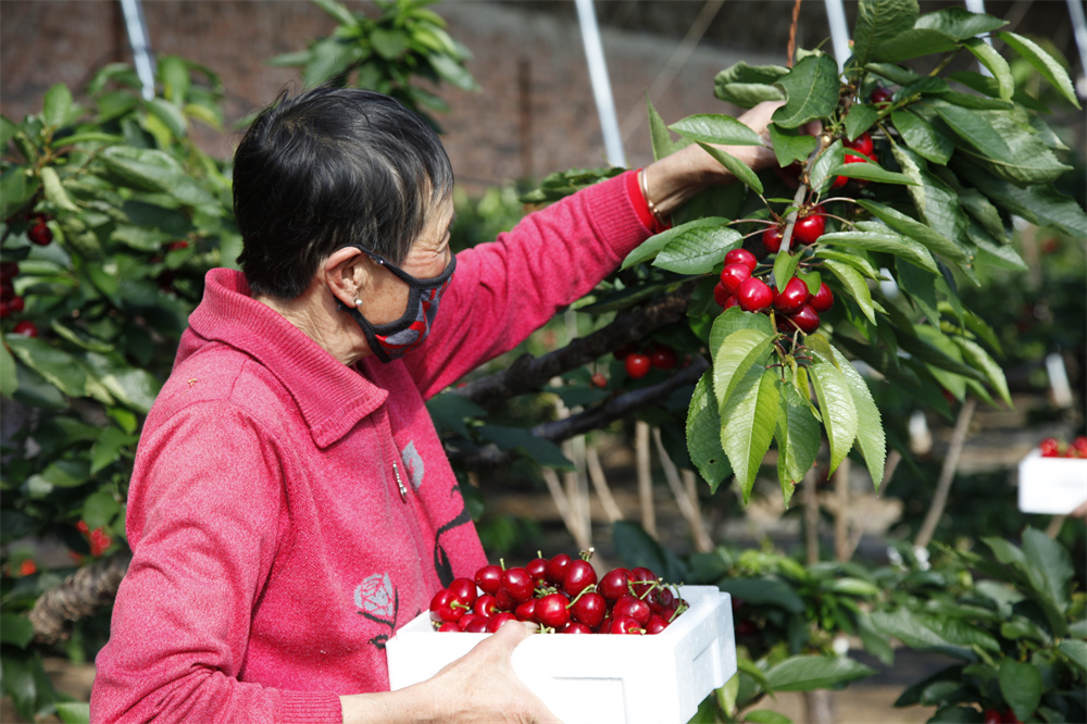 游客在採摘櫻桃。辛榮軍攝