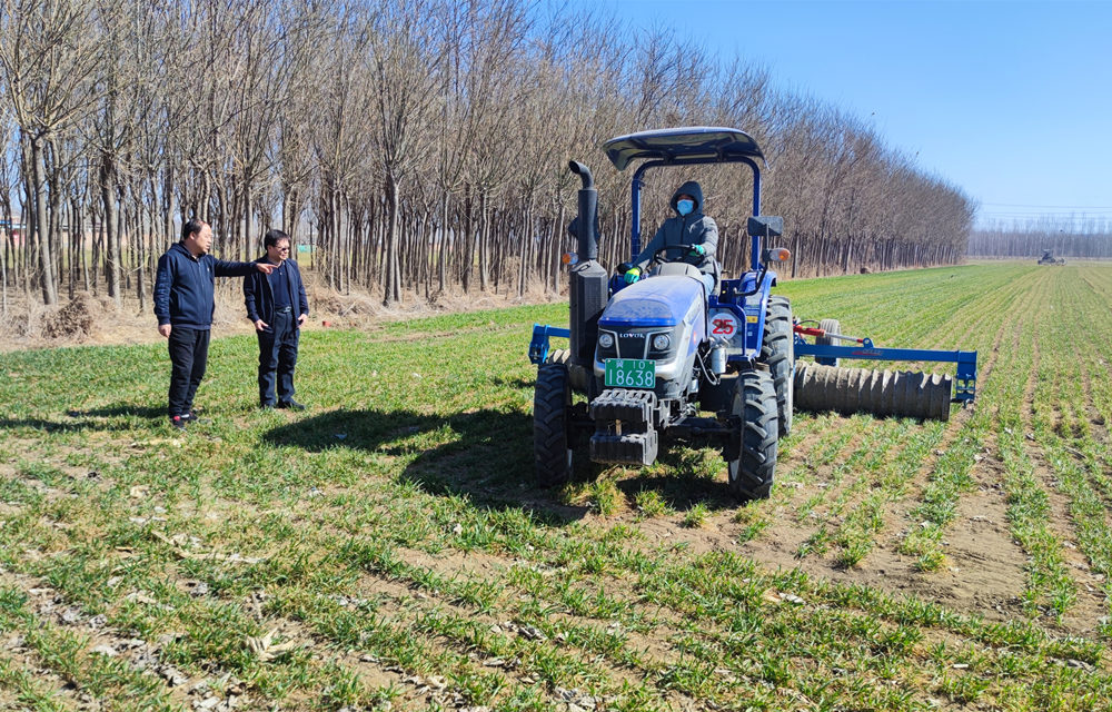 三河市齐心庄镇三福庄村麦田，驾驶员进行镇压作业。王金艳摄