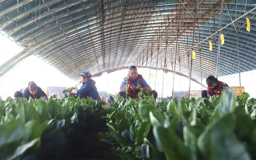 香河县五百户镇鲜速达蔬菜产销专业合作社菠菜大棚，工人在采摘菠菜。朱钰爽摄