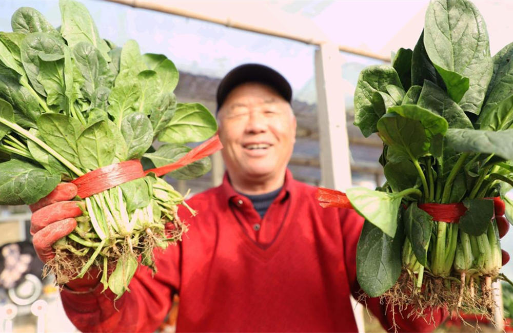 种植户展示收获的菠菜。朱钰爽摄