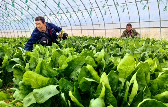 涿鹿大堡镇有机蔬菜种植基地。朱文君摄