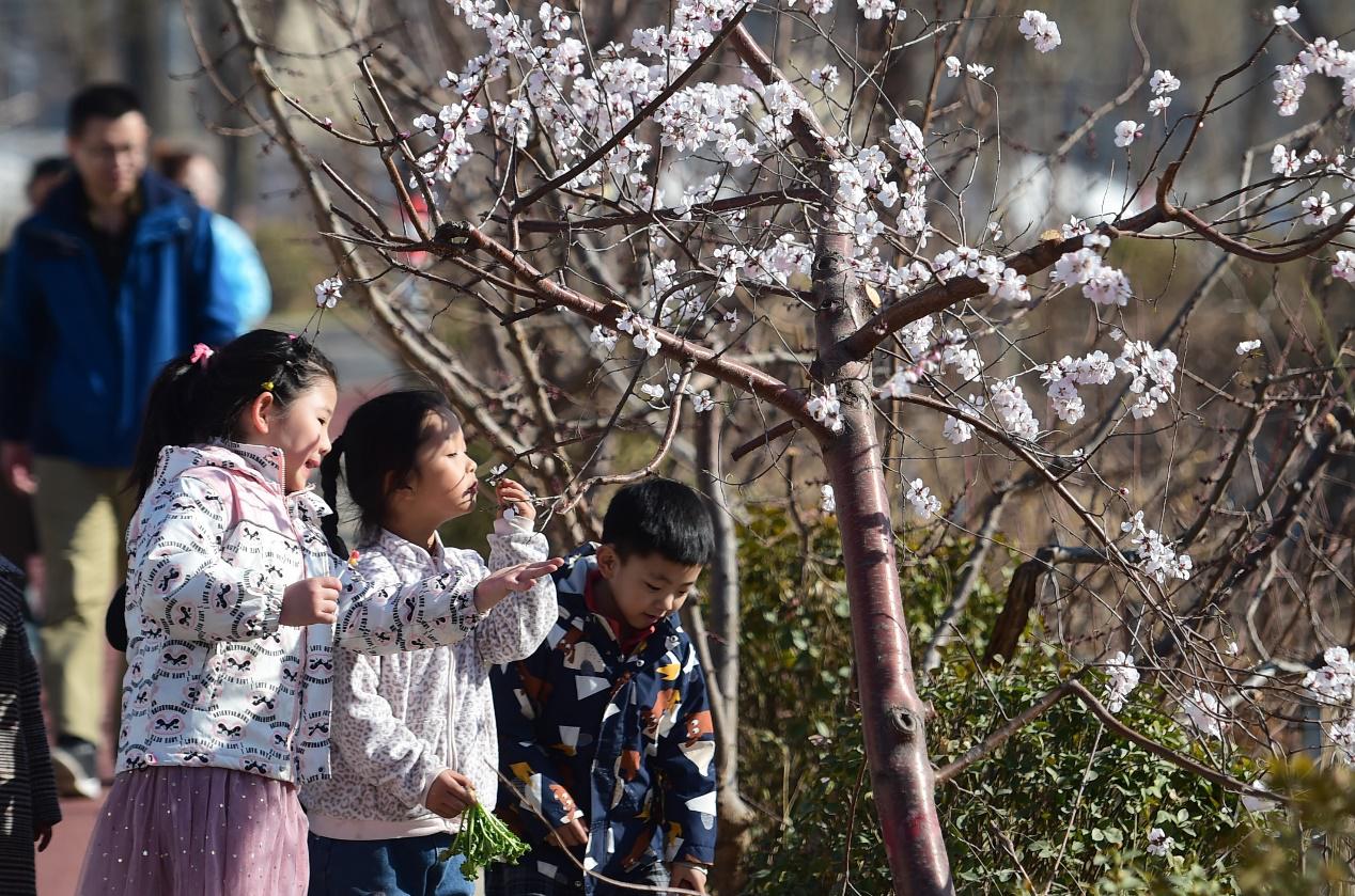 盛開的杏花吸引孩子們觀賞。傅新春攝