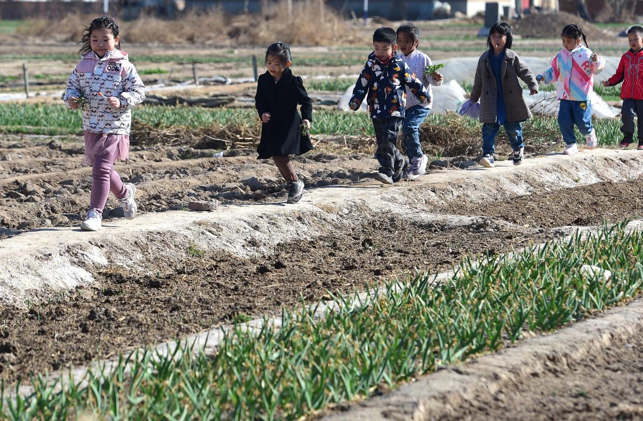孩子們在田間觀察蒜苗的成長。傅新春攝