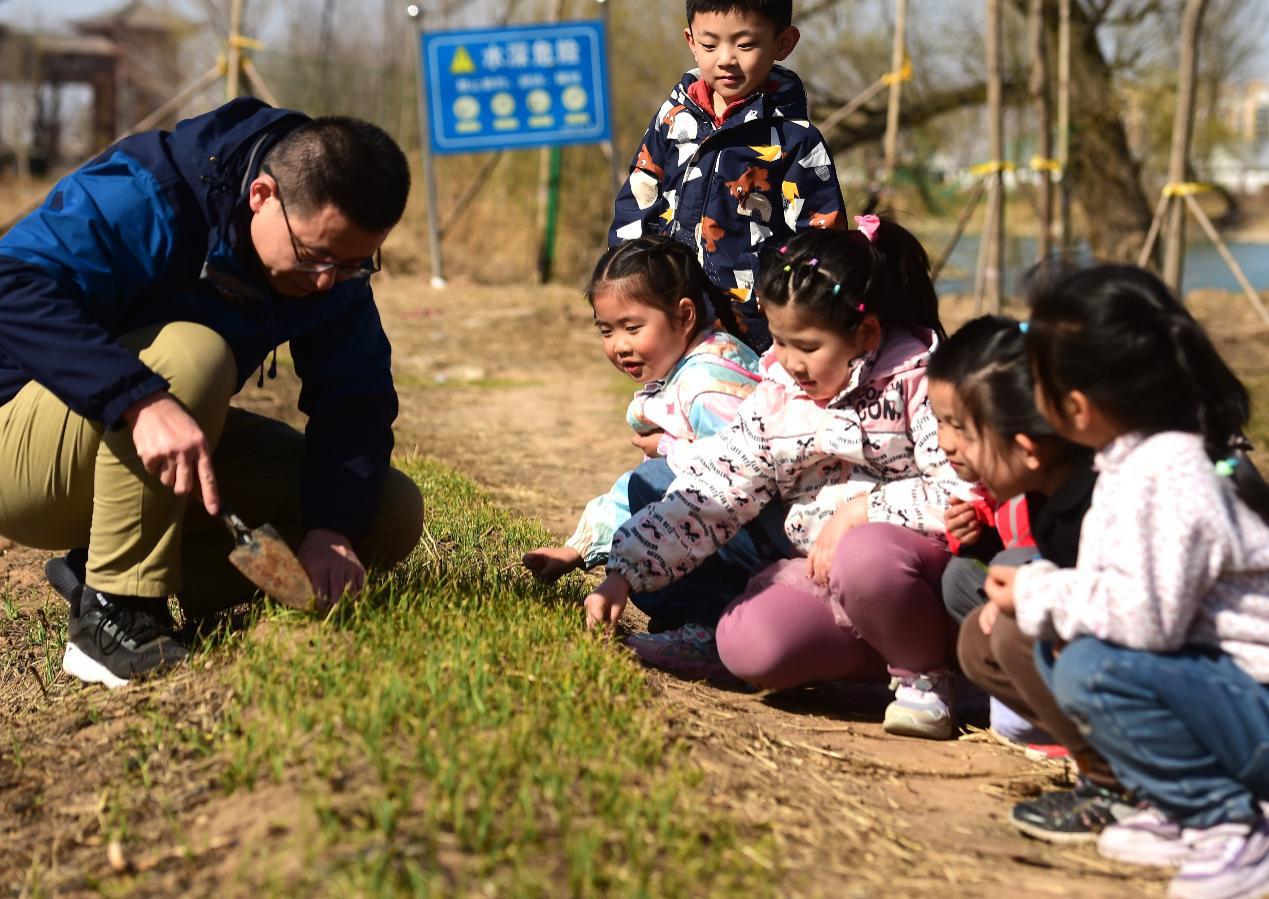 老師帶領孩子採挖可以入藥的“茅根”。傅新春攝