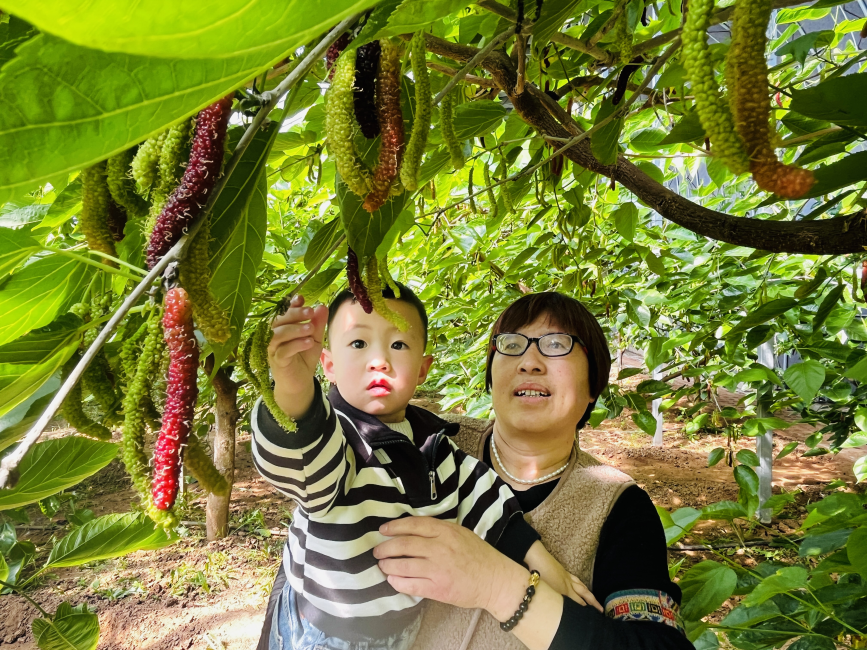 游客帶孩子正在採摘桑葚。李金璐攝