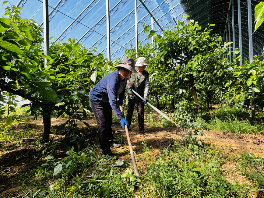 工人正在桑葚棚內鋤草。李金璐攝