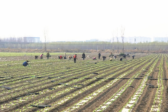 十幾位菜農在種植圓生菜。尹爽攝