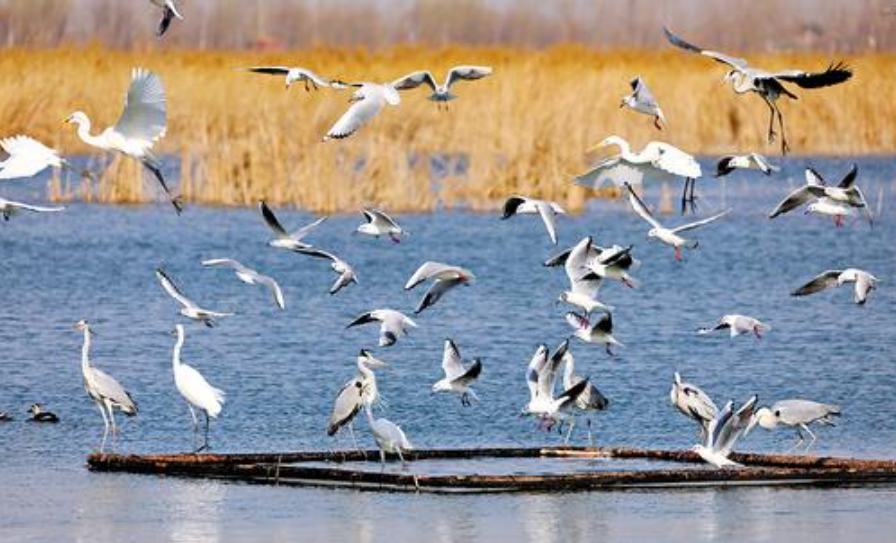 3月23日，衡水湖國家級自然保護區裡，不少鳥兒或覓食或飛舞。河北日報通訊員王鐵良攝