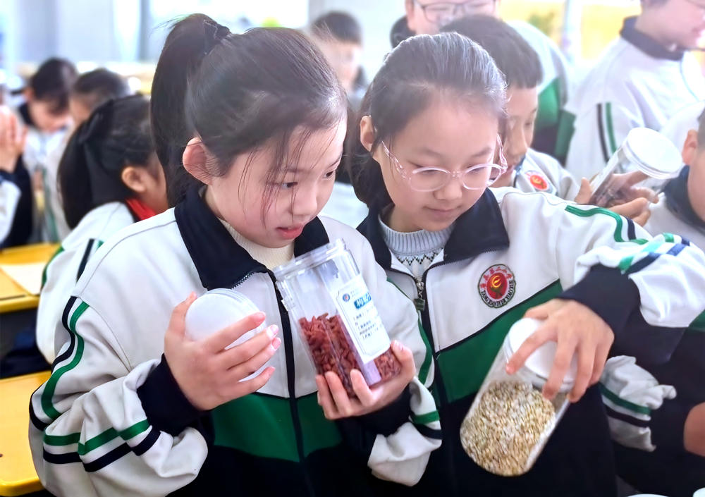 同学们认识、观察常见的中草药。陈亚娟摄