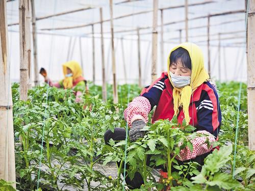 3月27日，在星马村的大棚里，菜农正在管护西红柿秧苗。河北日报记者 袁铮摄