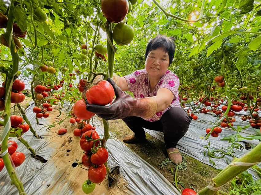 在涞水县娄村镇安阳村的西红柿大棚内，种植户正在采收西红柿。李金璐摄