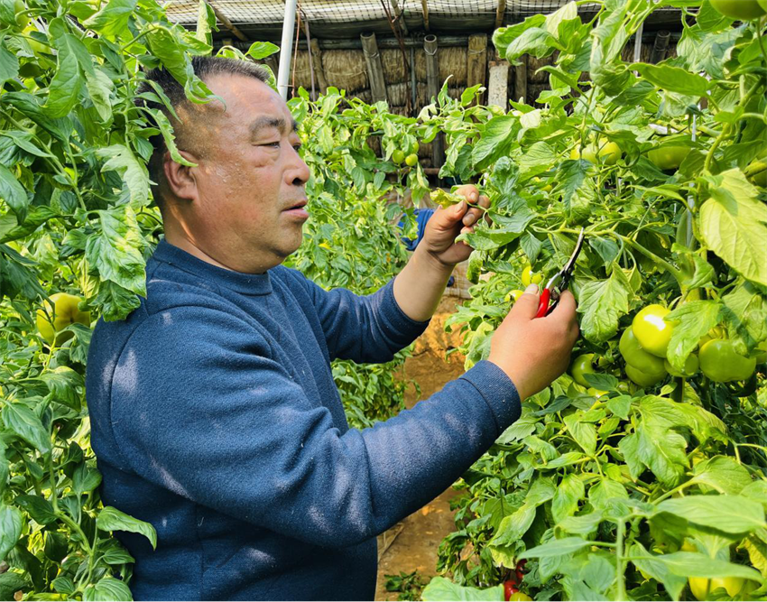 在涞水县涞水镇西水北村的西红柿大棚内，种植户正在给西红柿疏枝打叶。李金璐摄