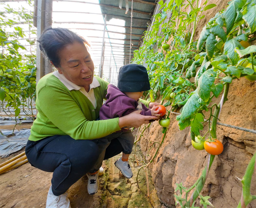 涞水県婁村鎮安陽村のトマトハウスでは、観光客がトマトを摘み取っている。李金璐撮影