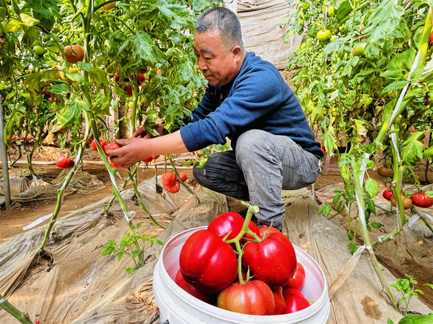 在涞水县涞水镇西水北村的西红柿大棚内，种植户正在采收西红柿。李金璐摄