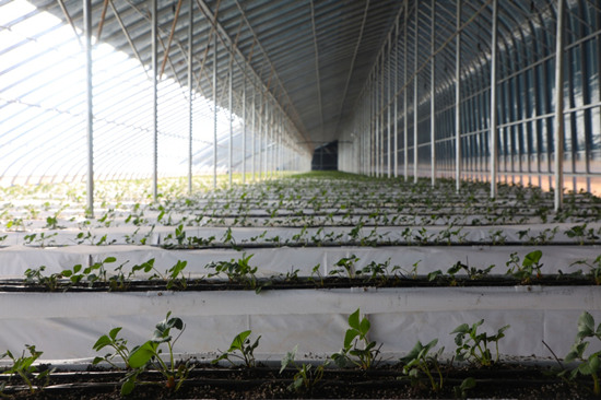 保定徐水區向陽村果蔬種植基地高架草莓育苗棚內一片生機。白天龍攝