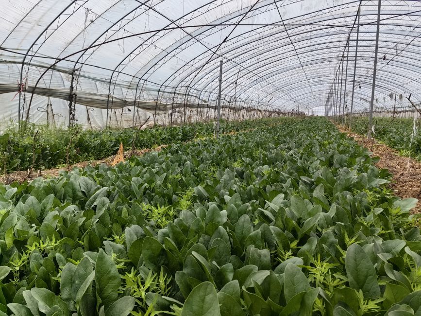 4月1日,在河北省高碑店市辛立庄鎮,菠菜種植大棚迎來收獲季。李秋果攝