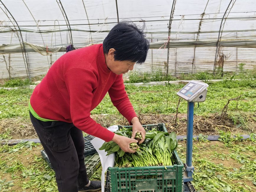 4月1日，在河北省高碑店市辛立庄鎮，農民正在為菠菜稱重、打捆。李秋果攝