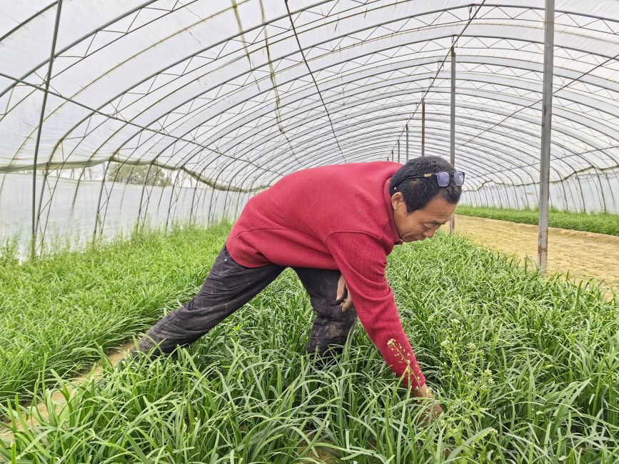 4月1日,在河北省高碑店市辛立庄鎮,農民正在對韭菜種植大棚進行田間管護。李秋果攝