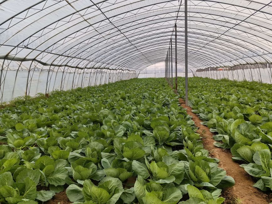 4月1日，在河北省高碑店市辛立庄鎮，大棚種植的甘藍漲勢良好。李秋果攝