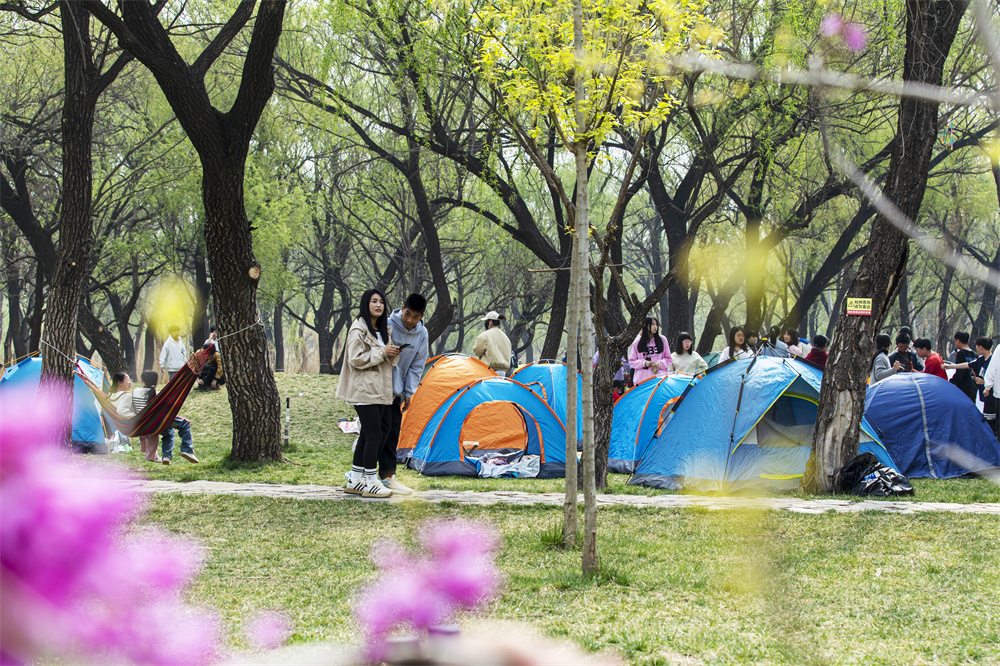 日前，河北省邯鄲市民在復興區沁河郊野公園草坪上“安營扎寨”，享受美好春光。聶長青攝