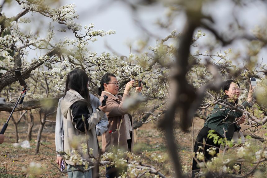 4月7日，游客在梨花節欣賞梨花。田博攝