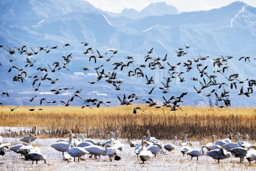 3月7日，在怀来官厅水库国家湿地公园，鸟儿在空中飞舞。（新华社资料片） 新华社记者黄晓勇摄