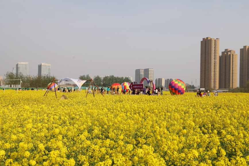 石家庄市橋西區“原野PARK”城市口袋公園的近百畝油菜花田競相盛開。董璐攝
